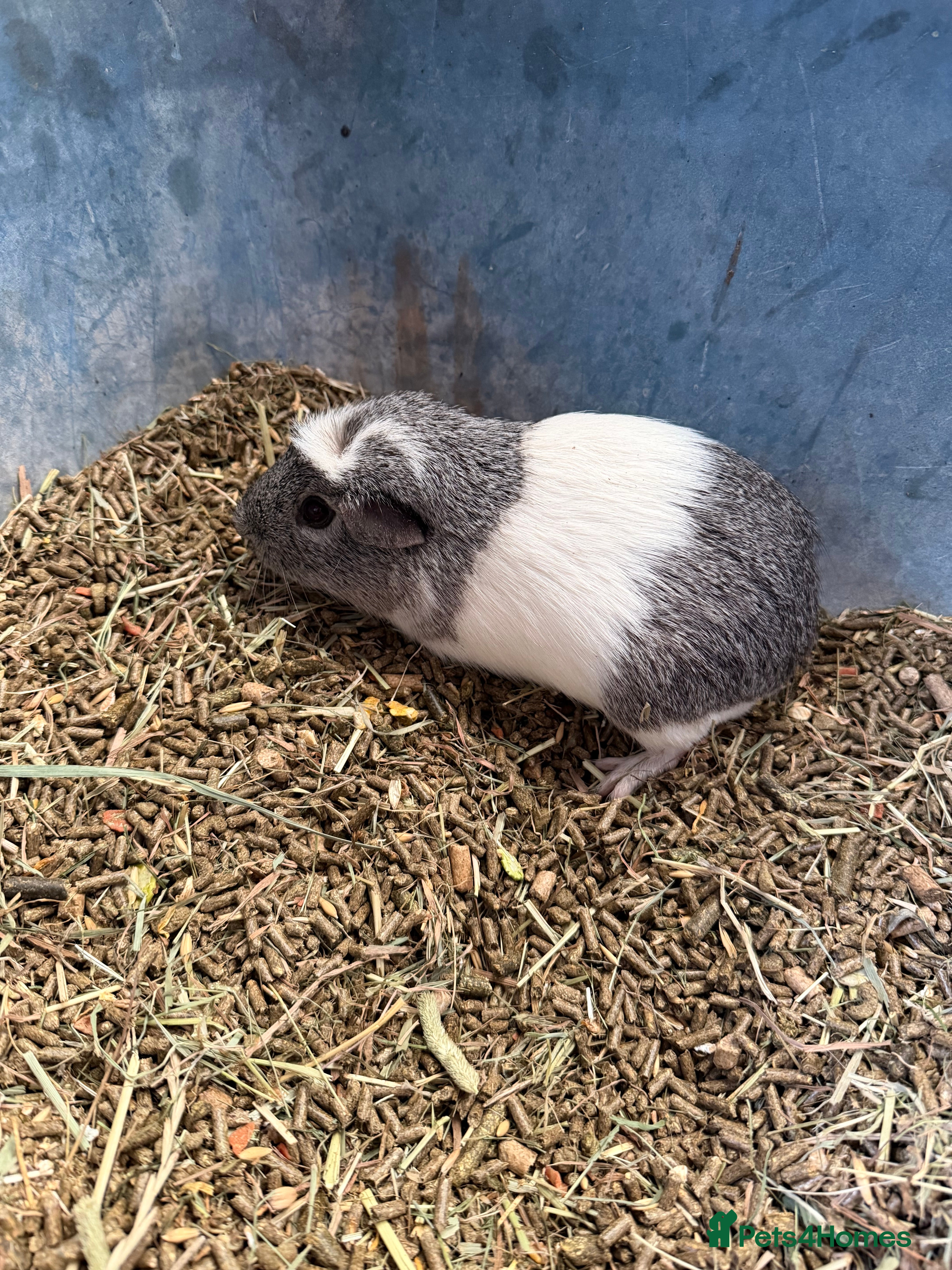 Guinea Pig rodents All male guinea pigs  - Advert 1