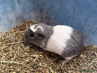 Guinea Pig rodents All male guinea pigs - Advert 1