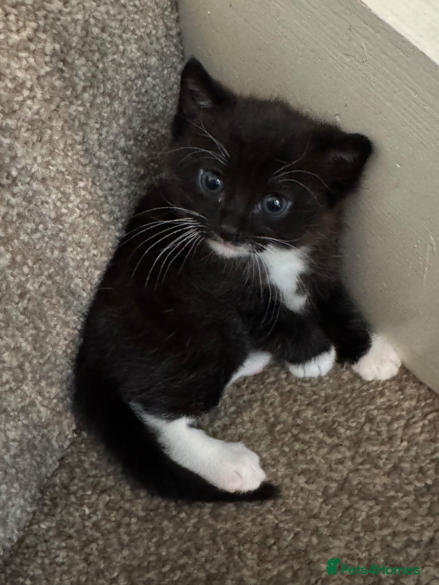 Mixed Breed cats Male kitten  - Advert 1