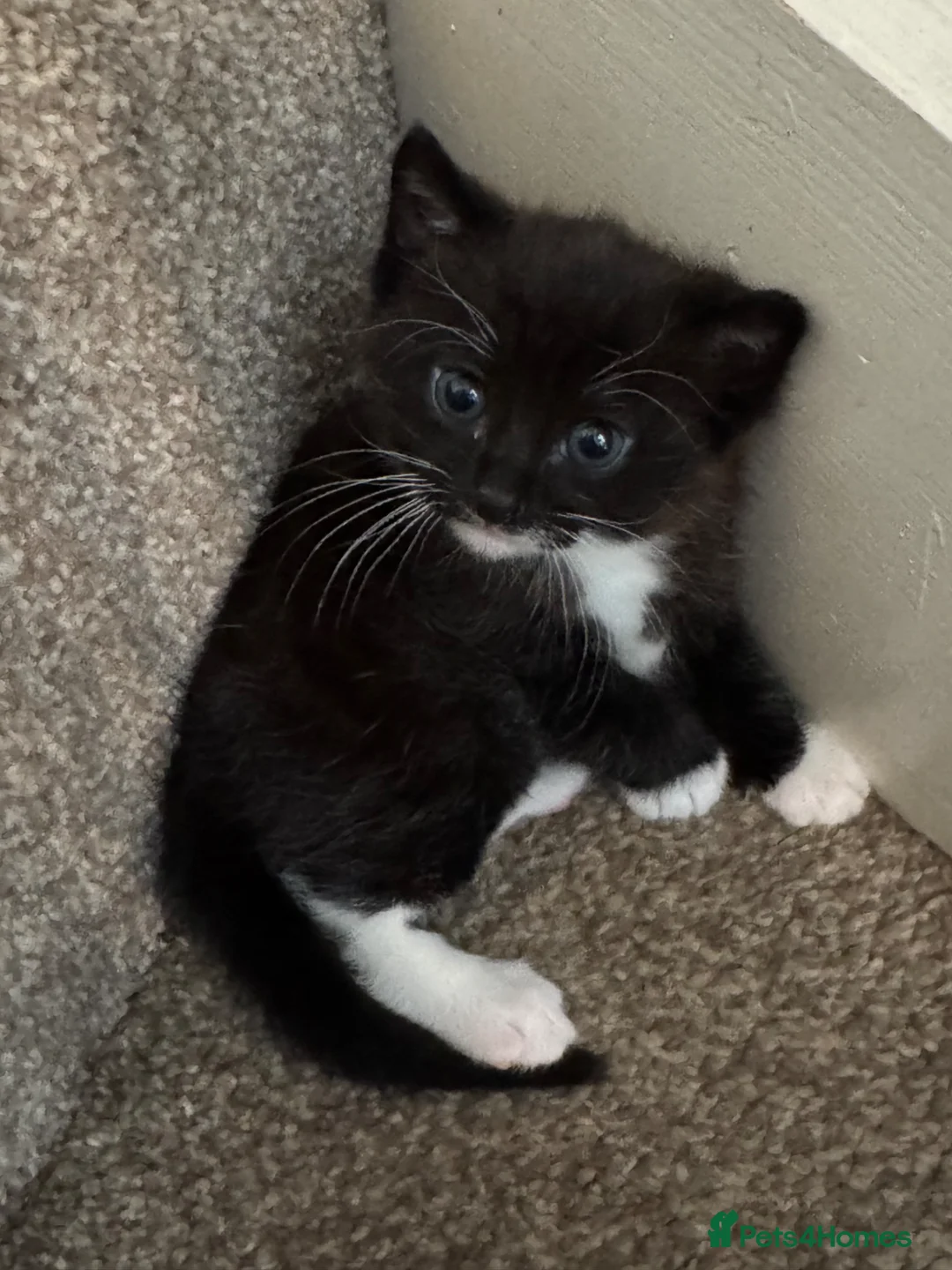 Mixed Breed cats for sale: Male kitten  - Advert 1