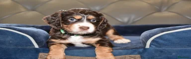 Cocker Spaniel Puppy 1