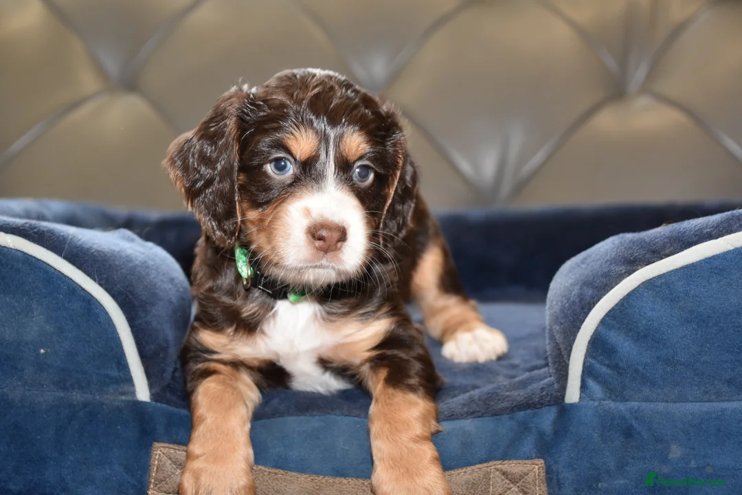 Cocker Spaniel dogs for sale: Kc Reg  Cocker Spaniel Puppies Health Tested - Advert 39