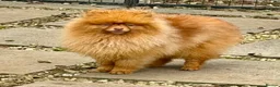 Pomeranian dogs for adoption: 🐾 CARAMEL – Male Pomeranian 🐾 in West Malling - Advert 3
