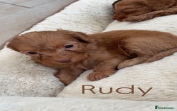 Cockapoo dogs for sale: Stunning Litter of 6 F1 Cockerpoo puppies  - Image 7