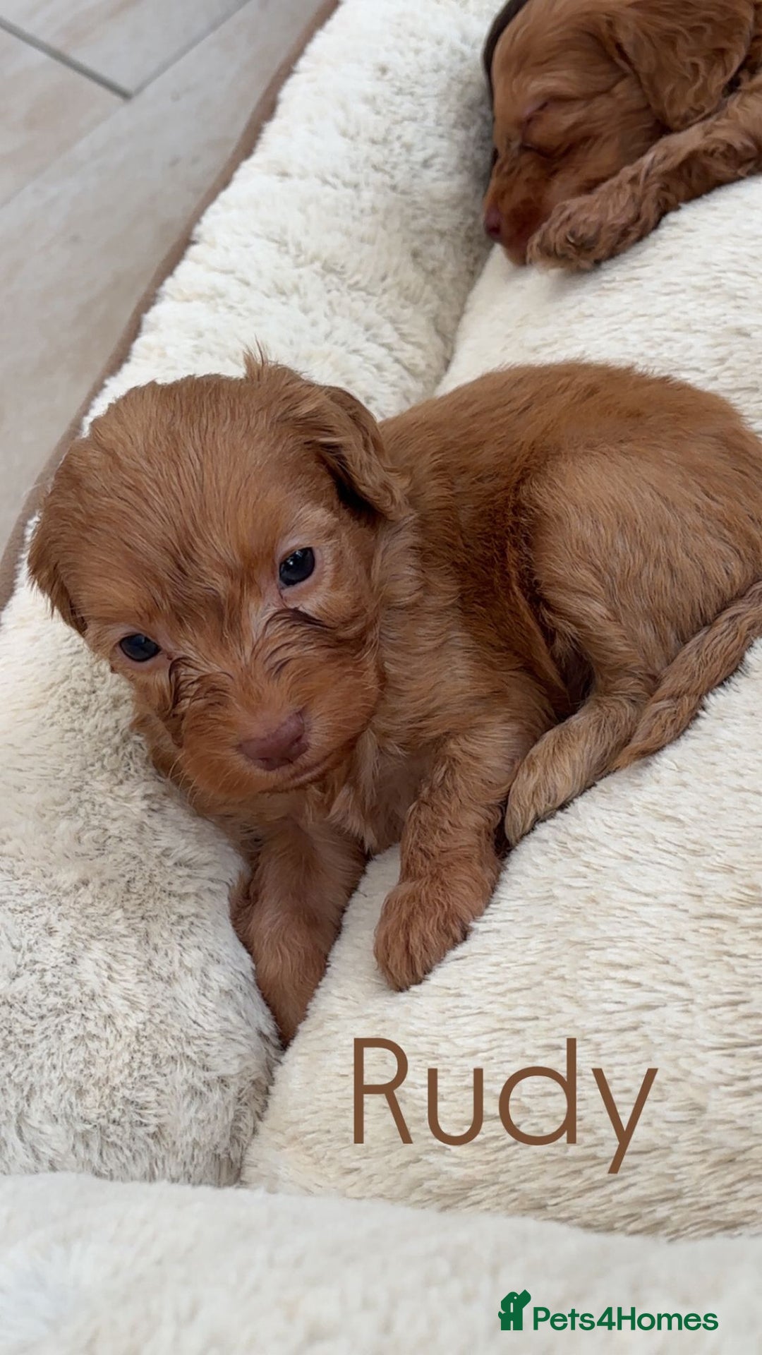 Cockapoo dogs for sale: Stunning Litter of 6 F1 Cockerpoo puppies  - Image 7