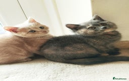 Mixed Breed cats for sale: One boy and 2 girls looking for home - Image 12