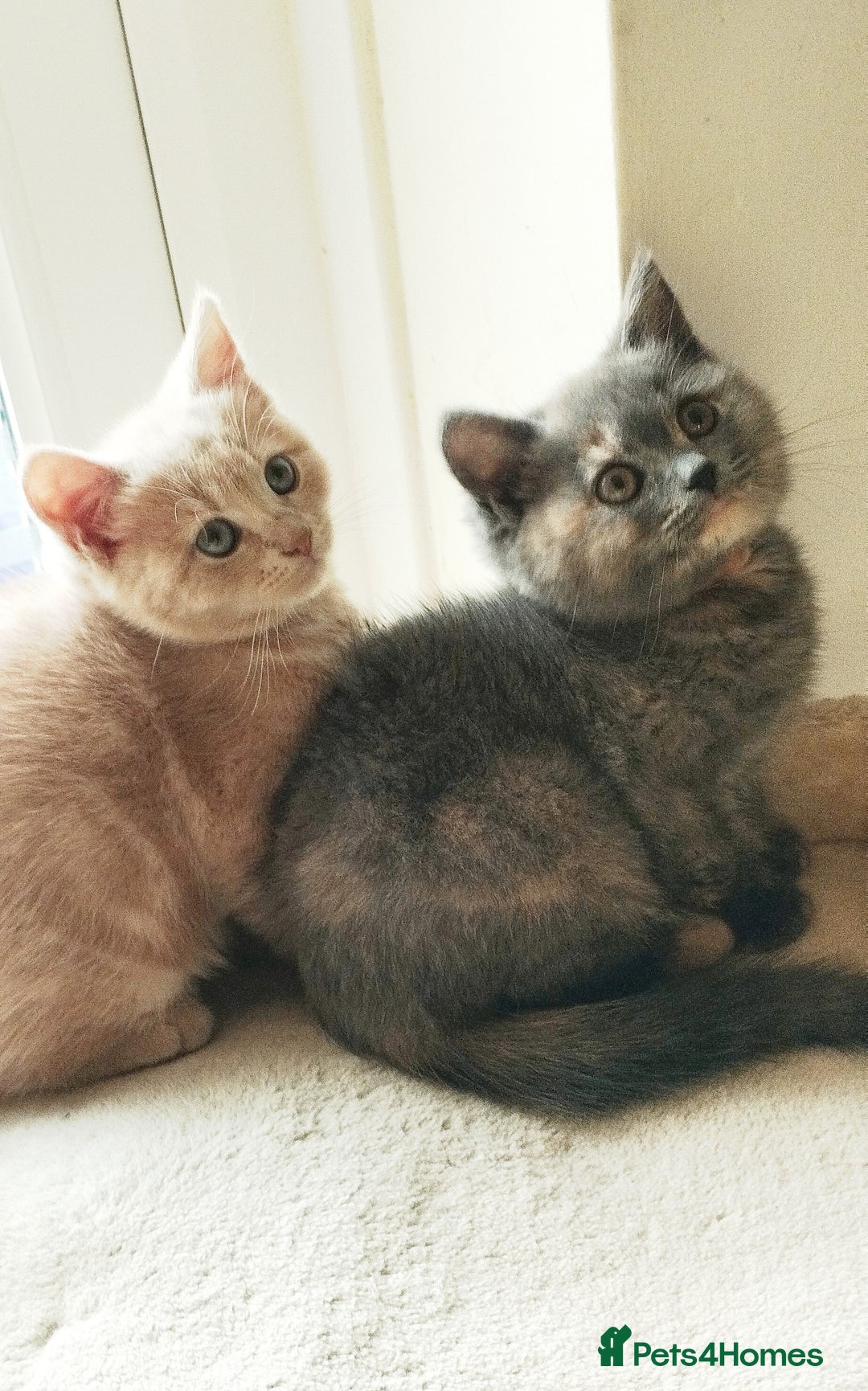Mixed Breed cats for sale: One boy and 2 girls looking for home - Image 12