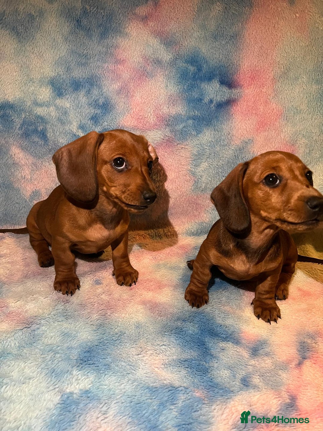 Dachshund dogs for sale: Ready to leave Miniature Dachshund Puppies  - Image 9