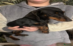 Dachshund dogs for sale: Dachshund Girl  - Advert 2