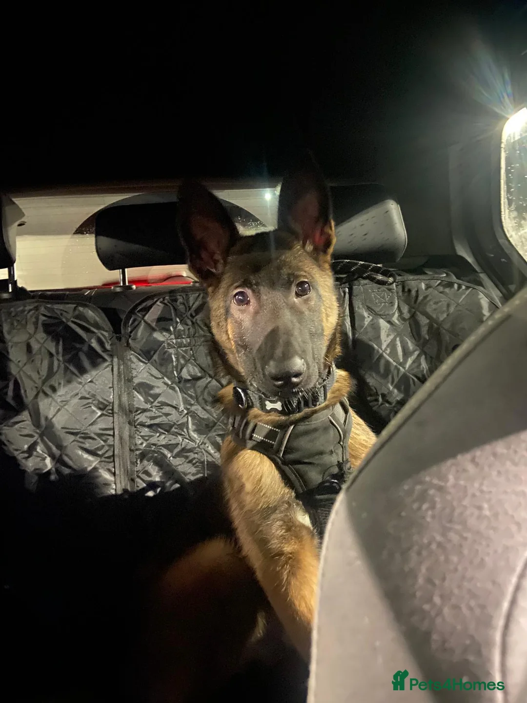 Belgian Shepherd Dog dogs for sale: Belgium Malinois Puppy 6 Months Old - Advert 7