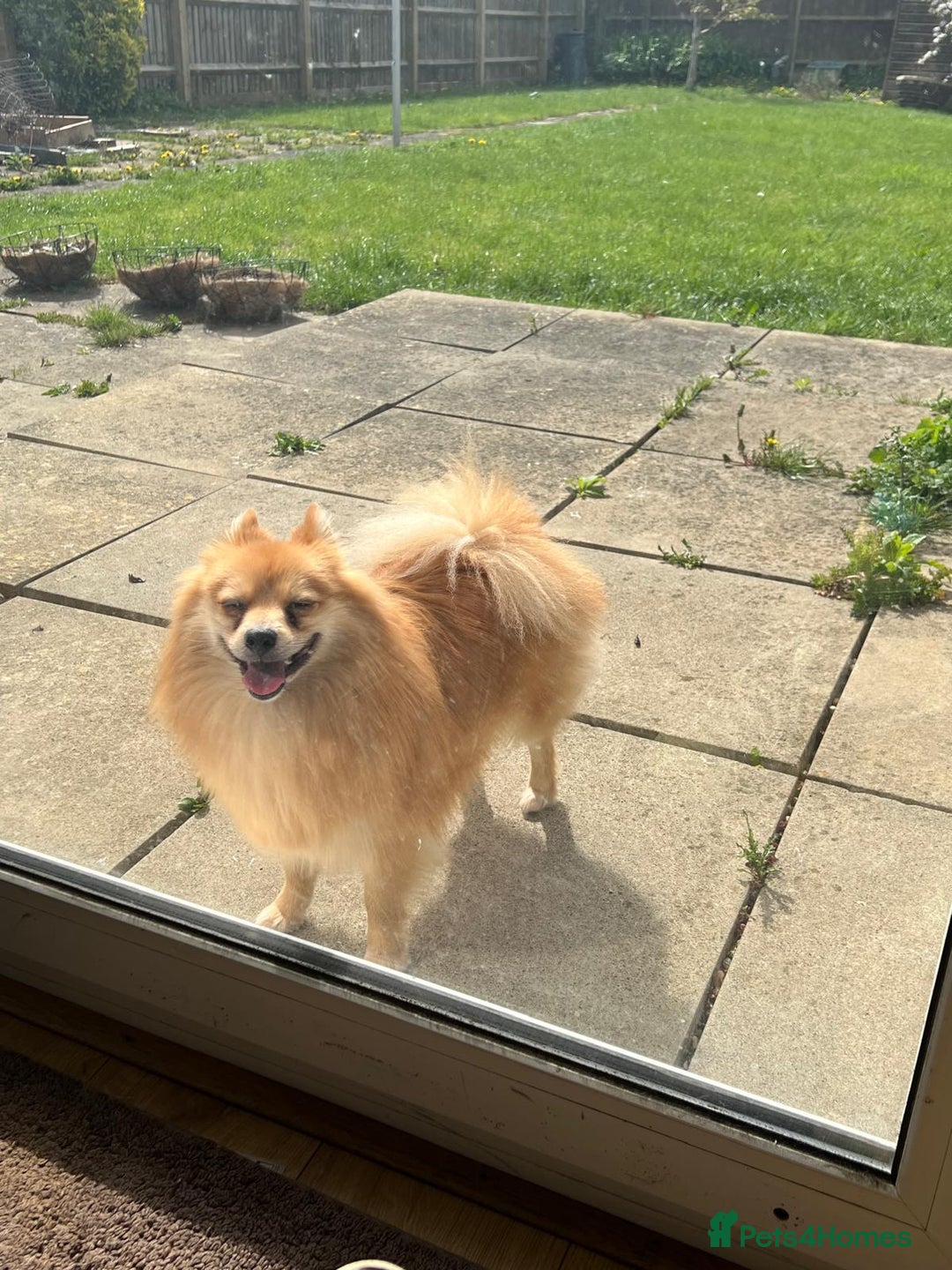 Pomeranian dogs for sale: Pomerain male dog for sale - Image 2