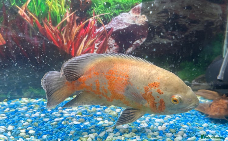 Other/Mixed Breed fish - Advert 1