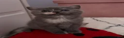 British Shorthair cats for sale: Cutest bsh babies 🤍🦋🤍  - Advert 21