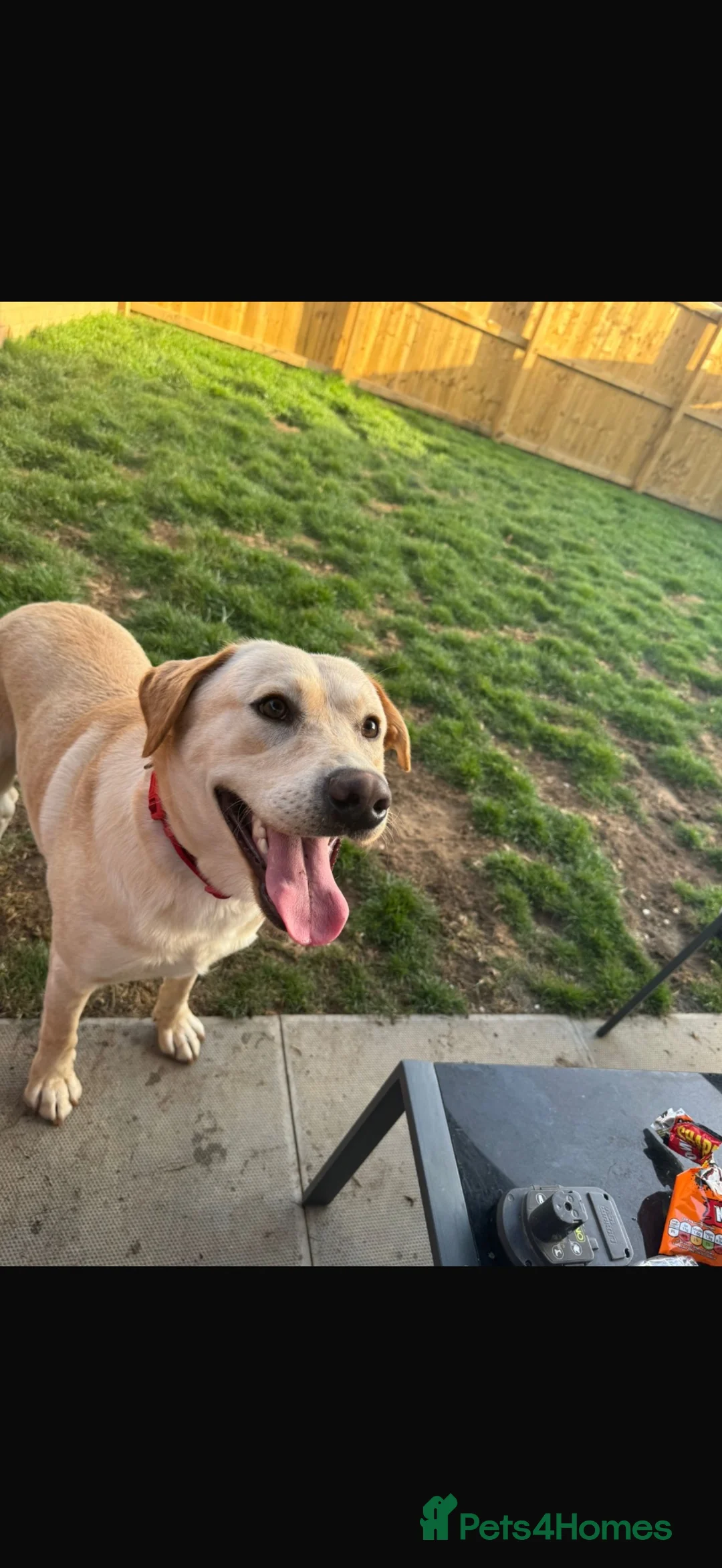 Labrador Retriever dogs for sale: Trained 12 month old male Labrador  in Sheffield - Advert 2