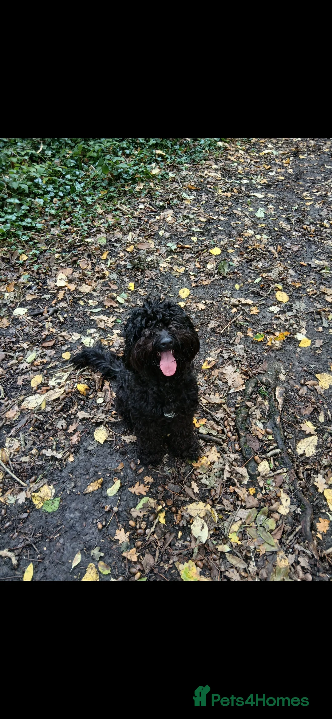 Cockapoo dogs for sale: 16 month cockapoo - Advert 2