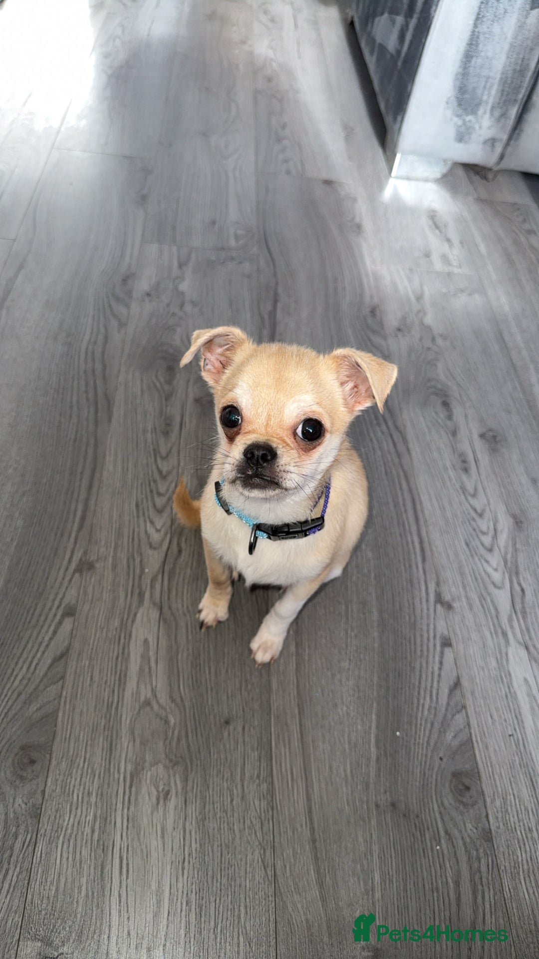 Chug dogs for sale: Chug male  - Image 2