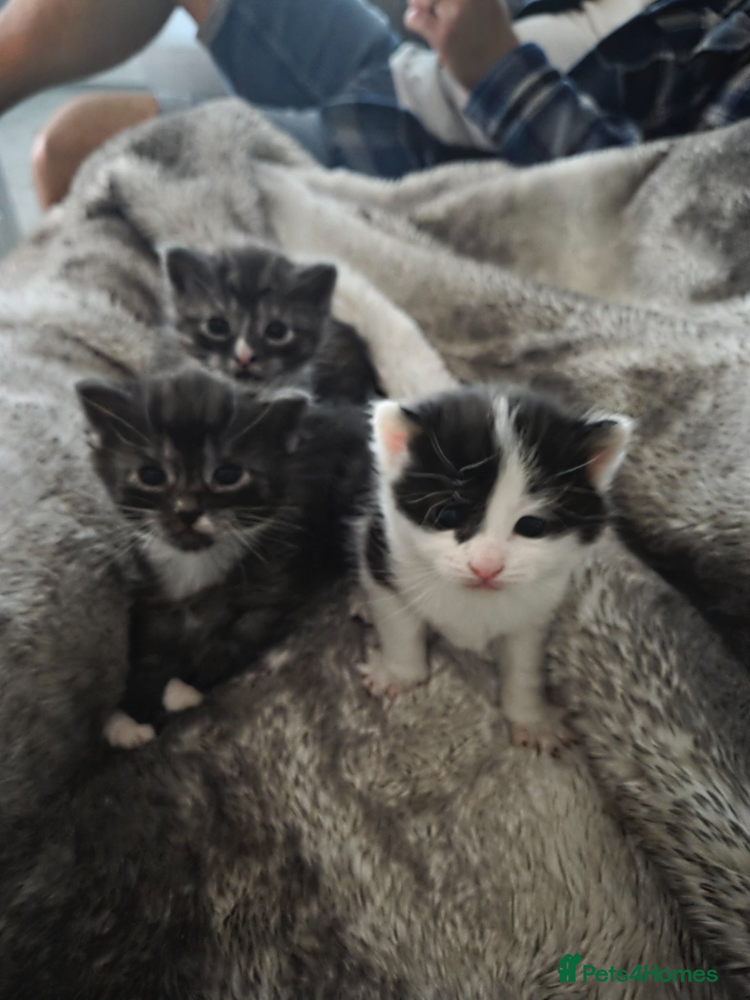 Mixed Breed cats Gorgeous long haired kittens - Advert 1