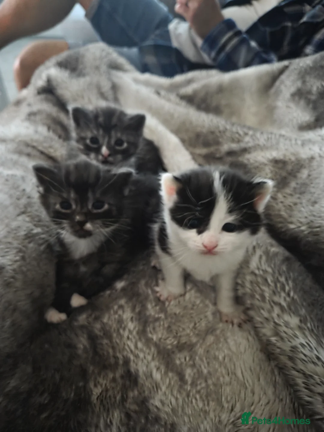 Mixed Breed cats for sale: Gorgeous long haired kittens - Advert 1