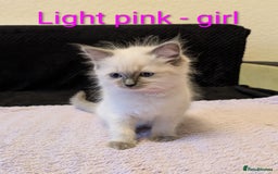 Ragdoll cats for sale: Stunning Ragdoll kittens - Image 6