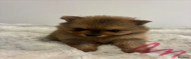 Pomeranian 3