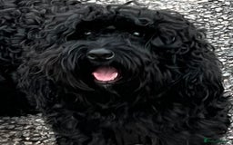 Cockapoo dogs for sale: F1 Cockapoo's - Image 2