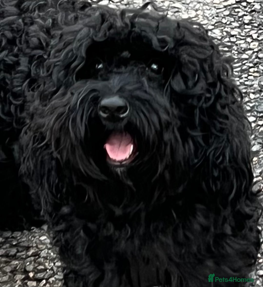 Cockapoo dogs for sale: F1 Cockapoo's - Image 2