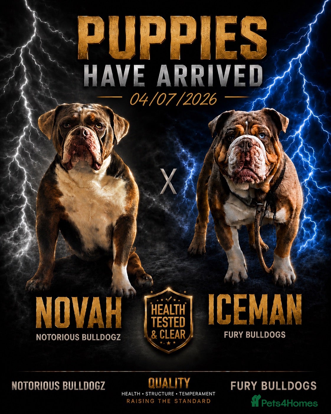 Olde English Bulldogge dogs 🐾 Puppies Have Arrived! 🐾 - Advert 1