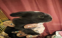 Lionhead rabbits for sale: 4 baby Lionhead rabbits - Advert 32