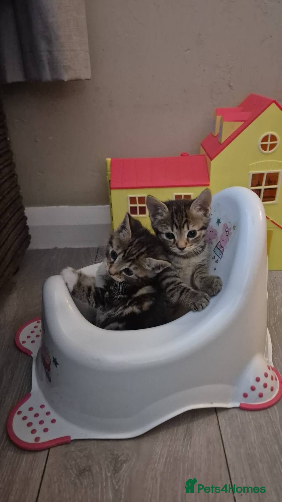 Domestic Shorthair cats 4 gorgeous kittens.  - Advert 24