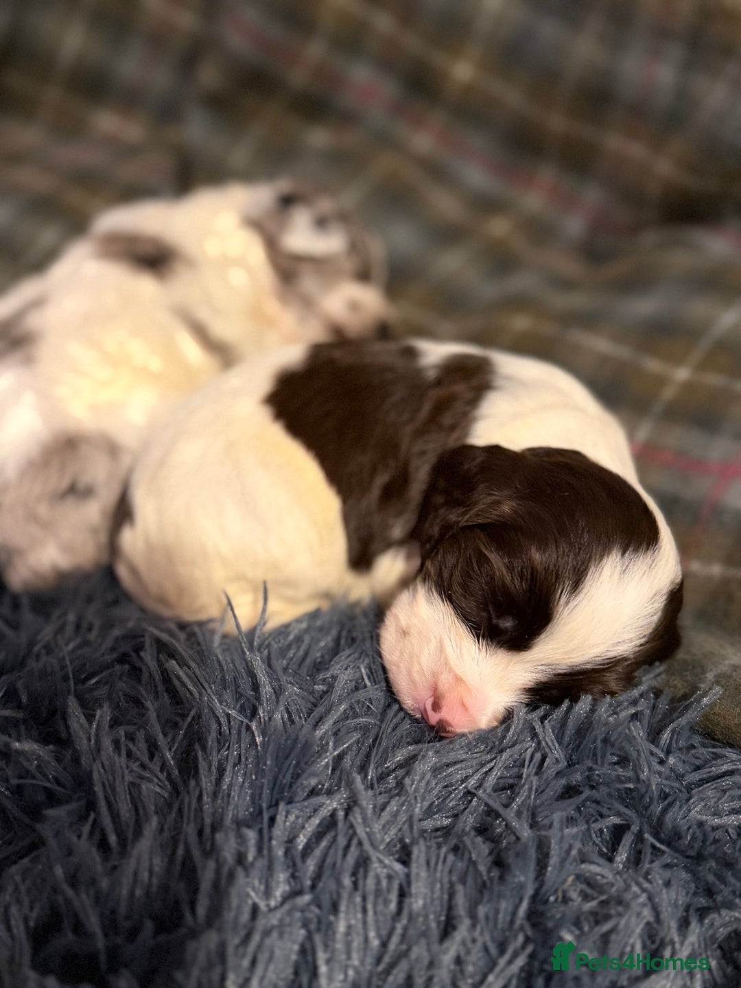 Cocker Spaniel dogs for sale: Cocker Spaniel Merle Puppies  - Advert 8
