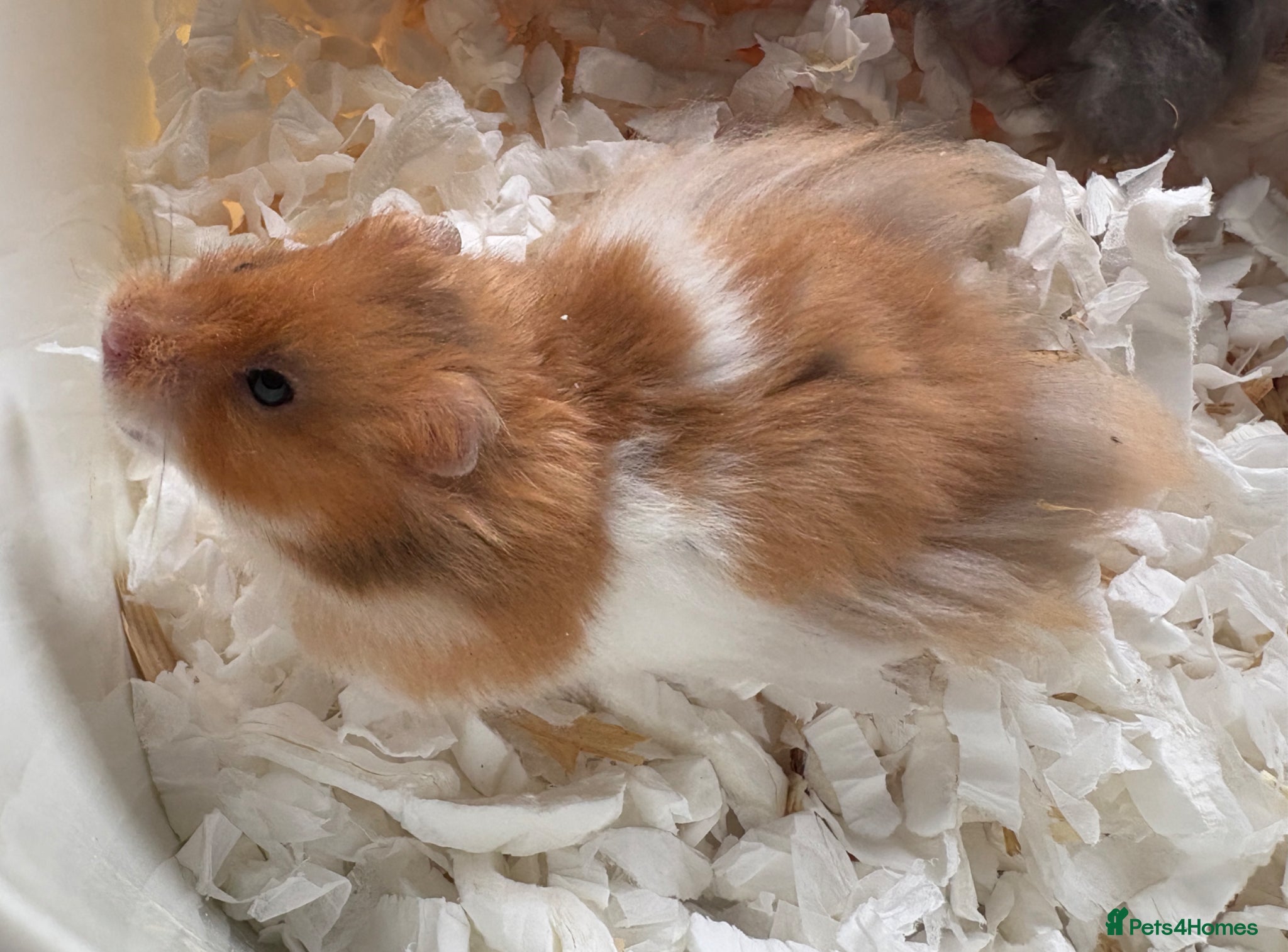 Hamster rodents Super friendly boy Syrian hamsters  - Advert 1