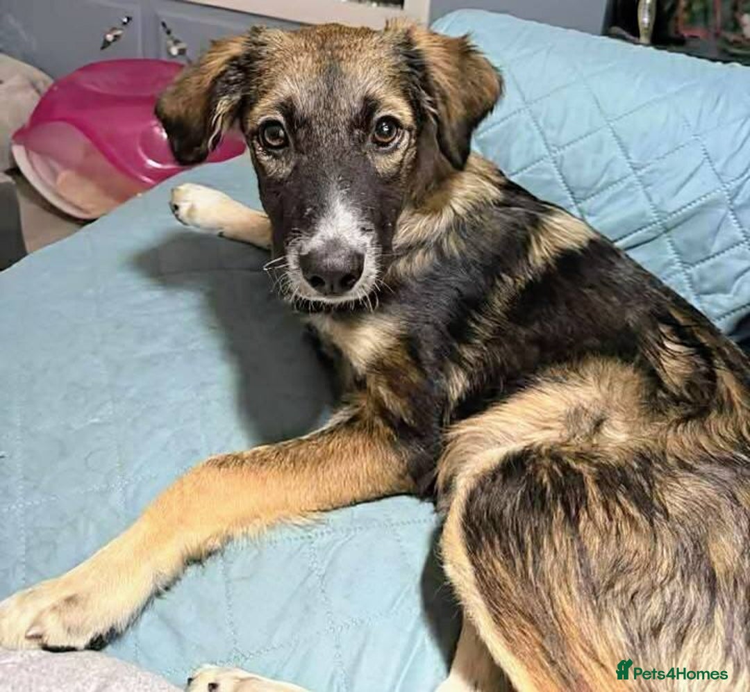 Mixed Breed dogs for adoption: Meet Veronica 💠 – the sweetest little pup - Image 1