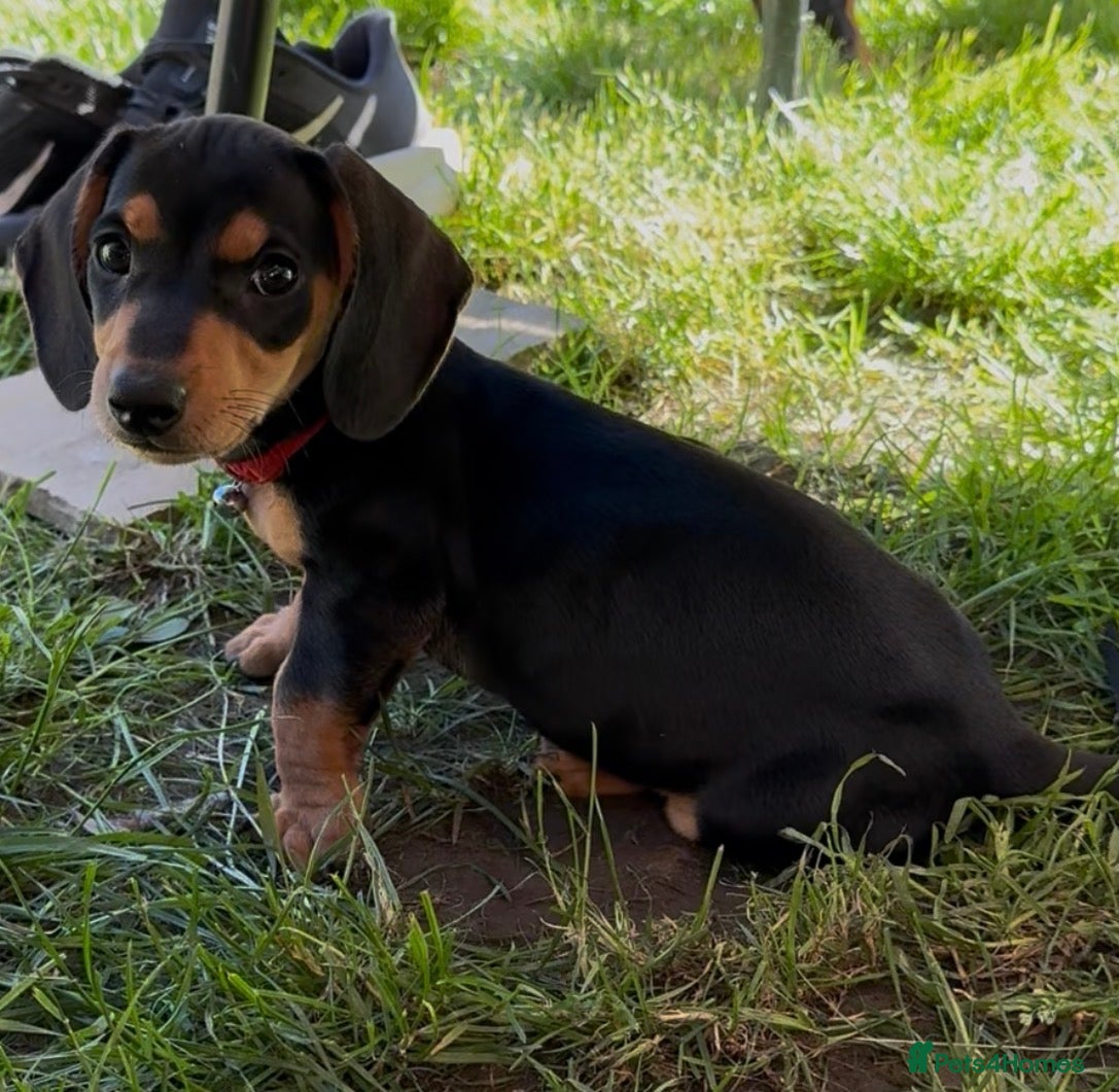 Miniature Dachshund dogs Miniature Black & Tan Dachshund puppies  - Advert 1