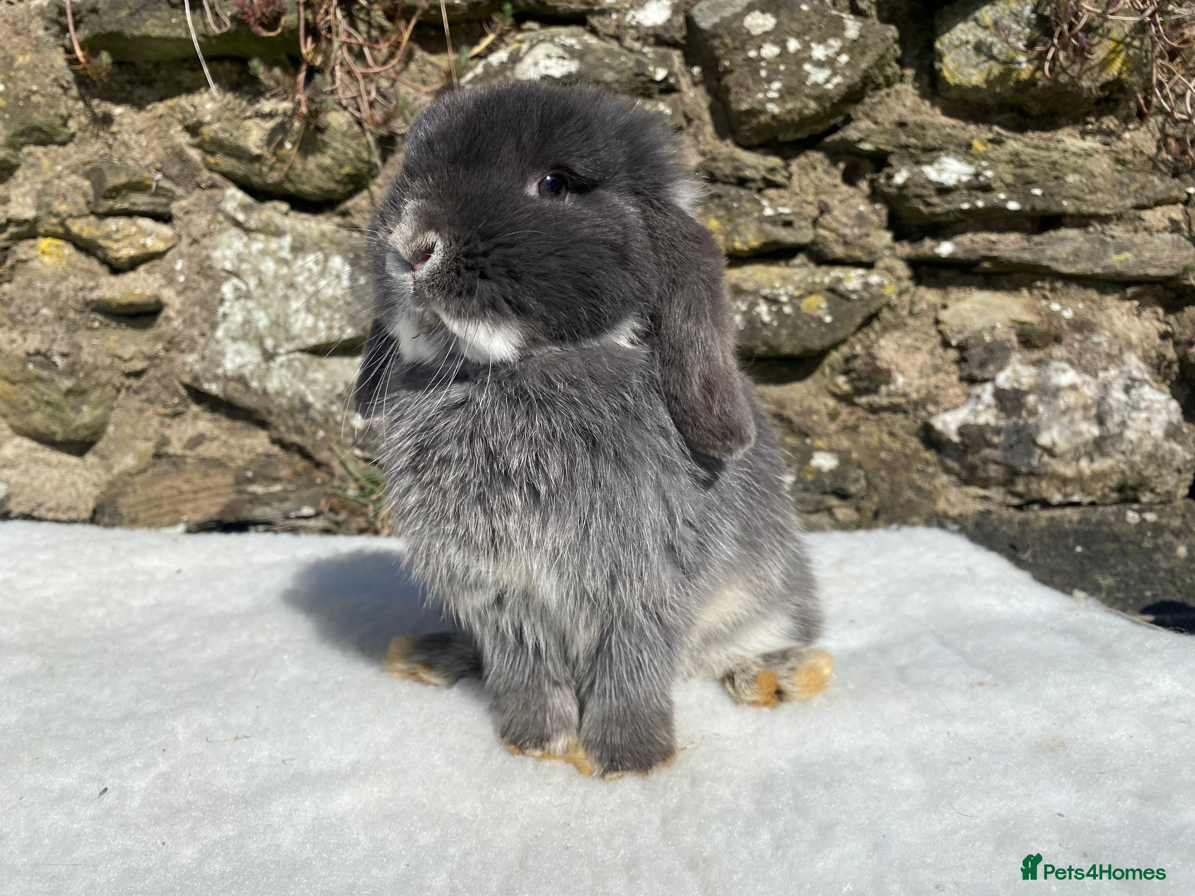 Mini Lop rabbits 3 pretty does needing new homes - Advert 5