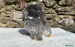 Mini Lop rabbits for sale: 3 pretty does needing new homes - Advert 1