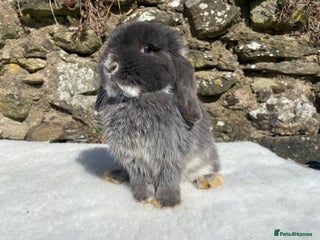 Mini Lop rabbits 3 pretty does needing new homes - Advert 1