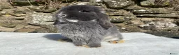 Mini Lop rabbits for sale: A pretty does needing a new home - Advert 1