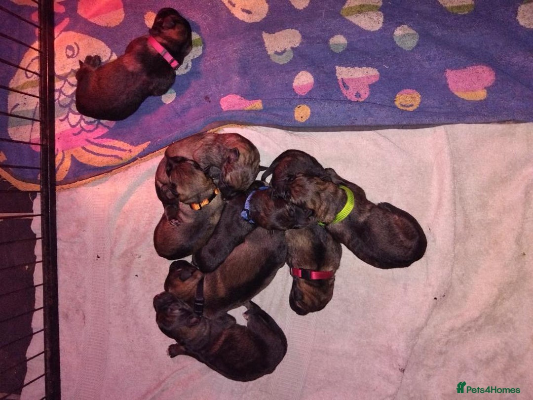 German Shepherd dogs for sale: German shepherd puppy’s kennel club registered  - Advert 12