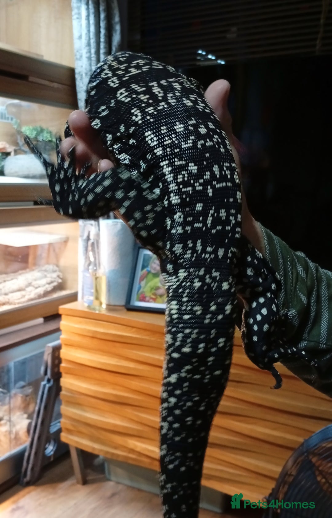 Lizard reptiles for sale: Black and white Argentine Tegu - Image 4