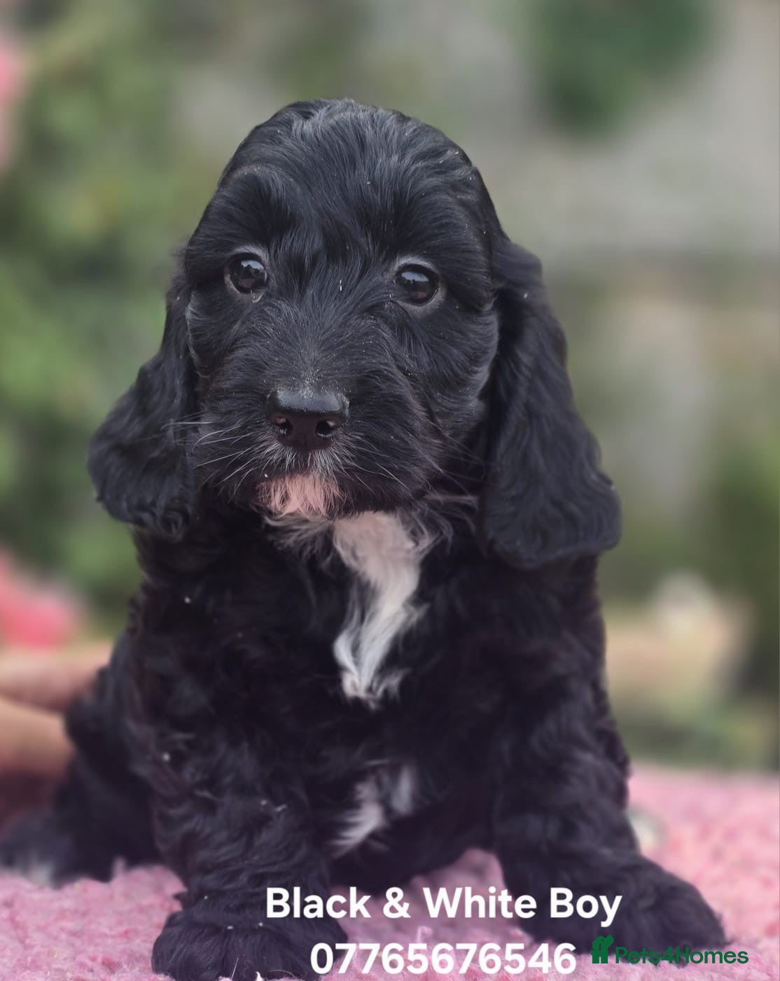 Cockapoo dogs F1 Cockapoo Puppies Ready To Go Domestic Licence - Advert 2