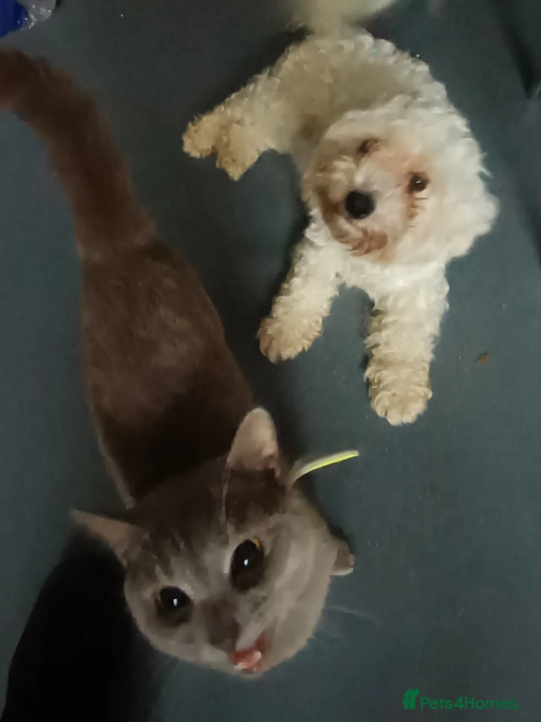 Maltipoo dogs for sale: MALTIPOO Puppies  in Wokingham - Advert 10