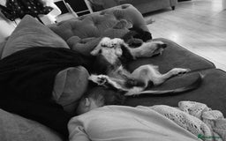 Mixed Breed dogs for sale: Sonny - Image 2