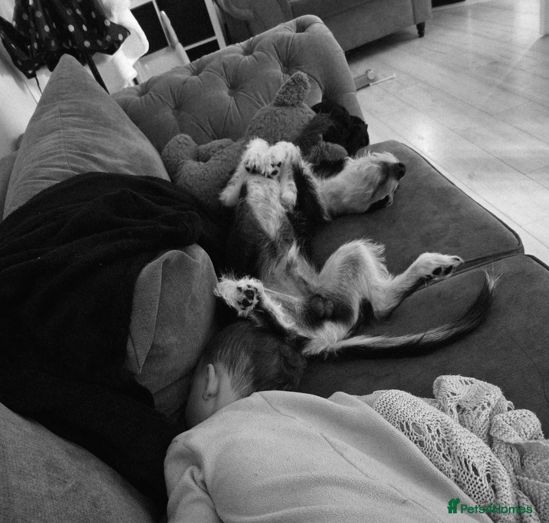 Mixed Breed dogs for sale: Sonny - Image 2