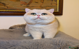 British Shorthair cats for sale: Absolute diva  - Advert 4