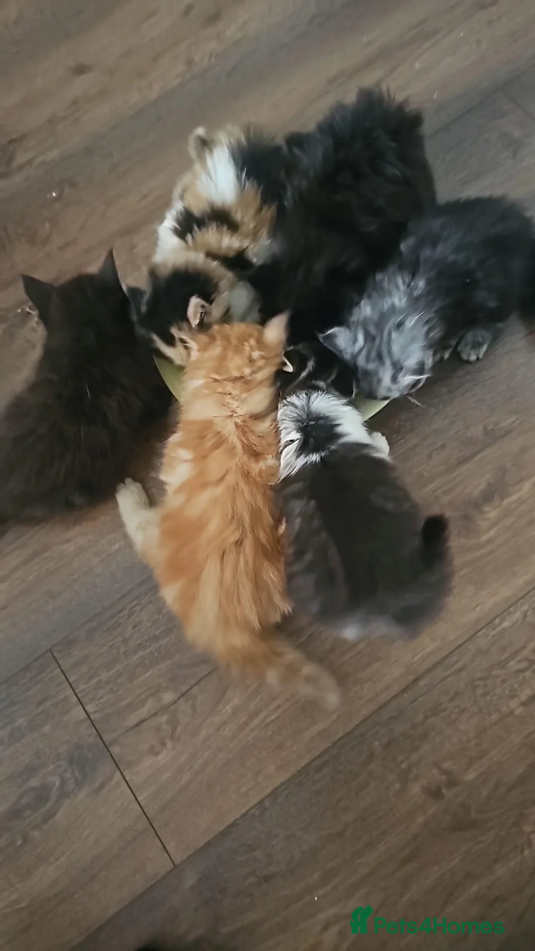 Mixed Breed cats for sale: 7 kittens for sale  - Advert 2
