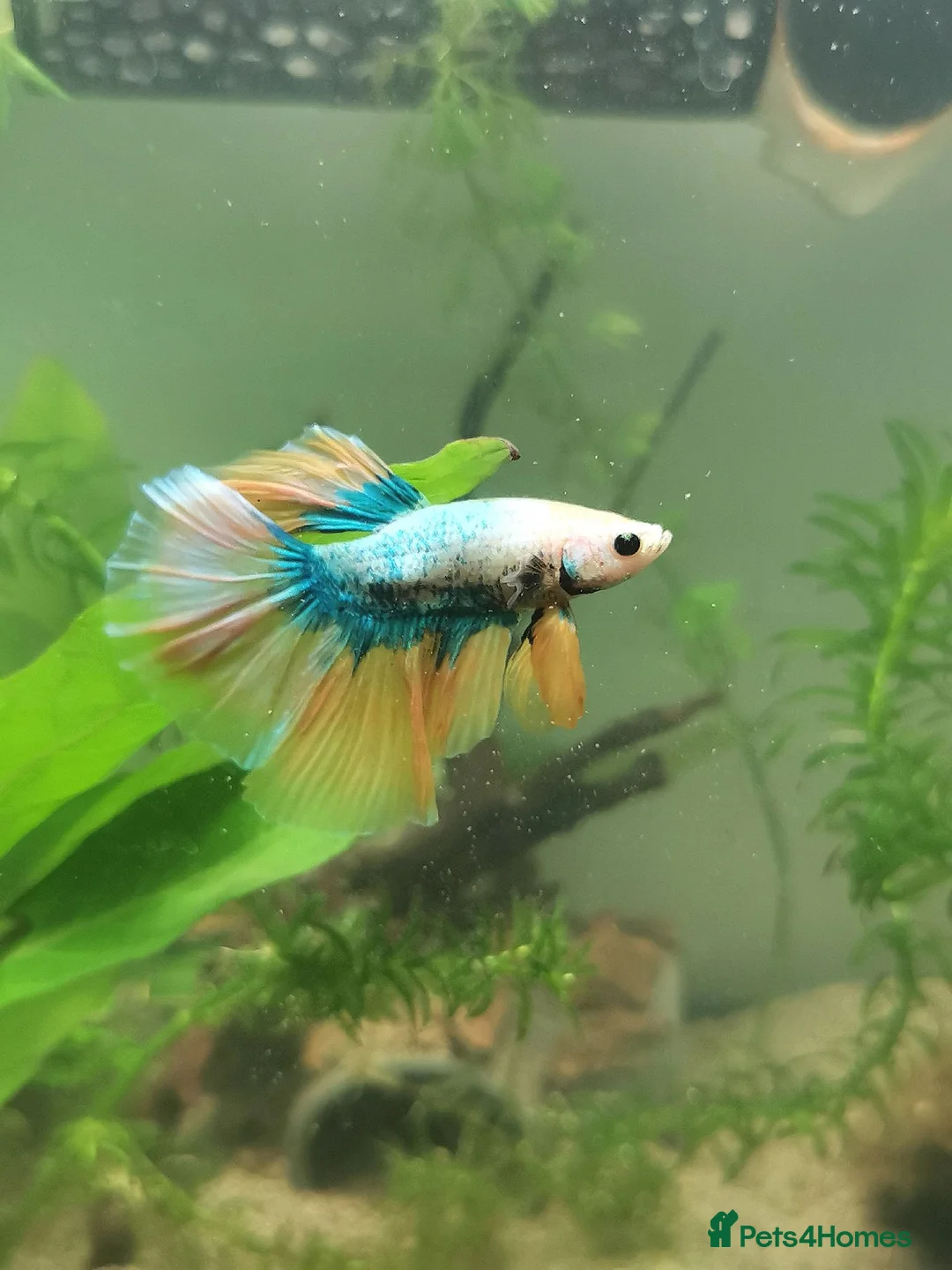 Bettas fish for sale: Male half-moon betta fish in Saint Leonards-on-sea - Advert 2