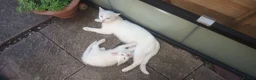 Siberian cats for sale: 1 van/siberian kitten for sale - Advert 14