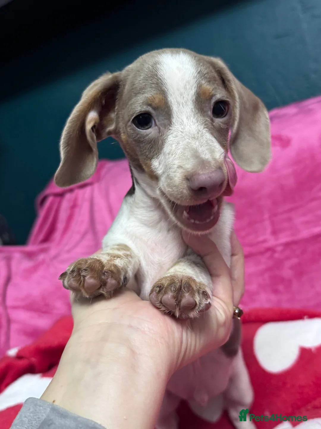 Miniature Dachshund dogs for sale: 4 cute piebald miniature dachshunds available  - Advert 16