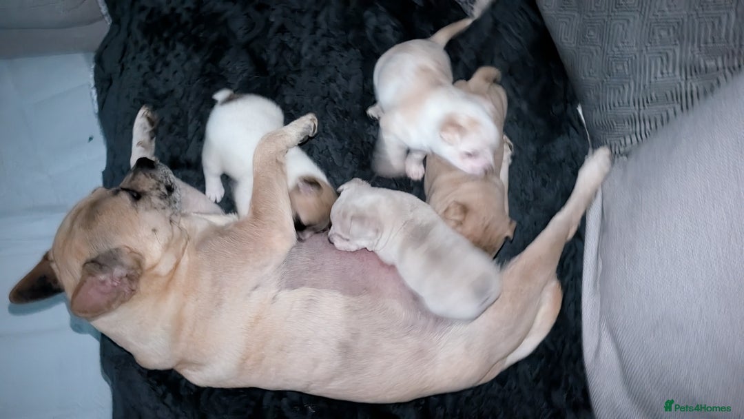 Mixed Breed dogs for sale: 3x Female French Bulldog X Chow Chow puppies.   - Advert 20