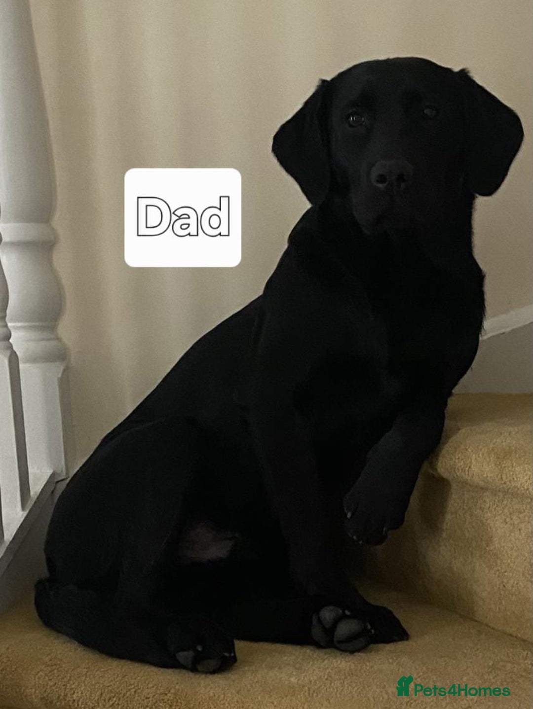 Labrador Retriever dogs for sale: Fully health checked labrador puppies - Advert 4